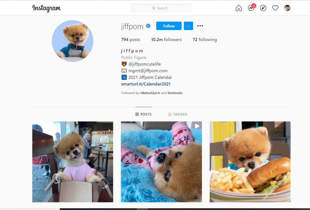 How to Make Money by Getting Your Pet Famous on Instagram Jarvee